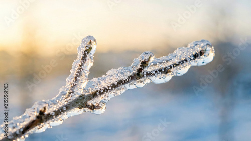 Bare Branch Encased in Ice Macro Bubbles