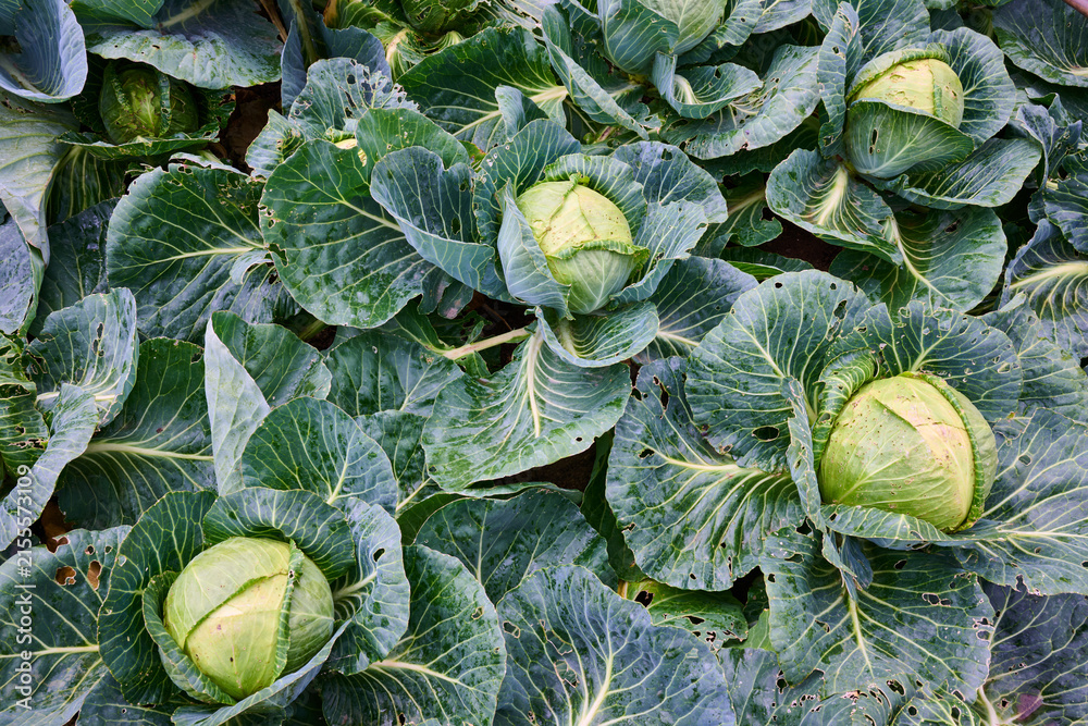 Fototapeta premium Close-up of a white cabbage crop.