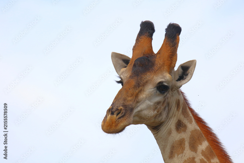 Naklejka premium Giraffe / Giraffe / Giraffa camelopardalis