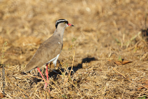 Cuadro en lienzo Kronenkiebitz / Crowned plover or Crowned lapwing / Vanellus coronatus