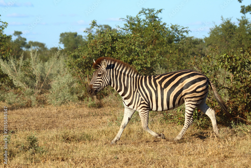 Obraz premium Steppenzebra / Burchell's zebra / Equus quagga burchellii