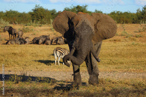 Canvas Print Afrikanischer Elefant / African elephant / Loxodonta africana