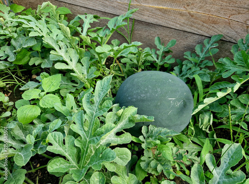 Fotografía dark green fruit of a watermelon that grows in a flowerbed among green leaves