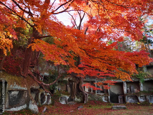 秋の日本三景松島（雄島）【宮城県宮城郡松島町】見仏堂跡の紅葉風景
