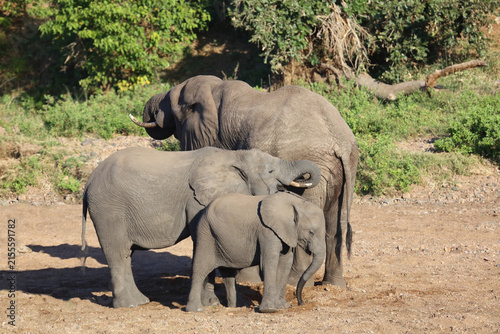 Photography Afrikanischer Elefant / African elephant / Loxodonta africana