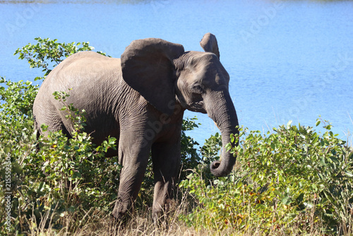 Photography Afrikanischer Elefant / African elephant / Loxodonta africana