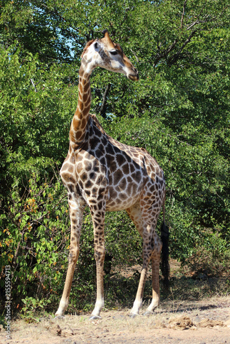 Foto Giraffe / Giraffe / Giraffa camelopardalis