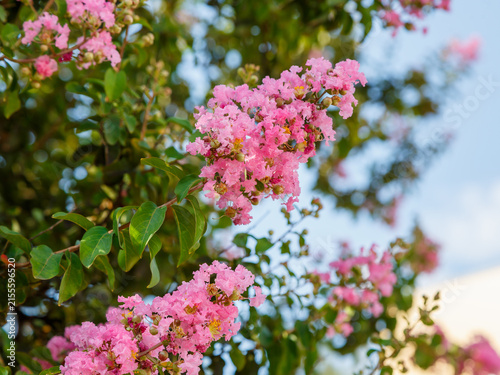 Lagerstroemia indica , or Indian lilac ( Latin- Lagerstroemia indica ) is a species of plant in the genus Lagerstroemia. Floral background. Natural wallpaper.