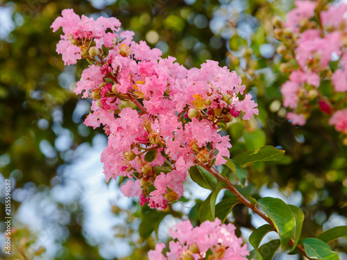 Lagerstroemia indica , or Indian lilac ( Latin- Lagerstroemia indica ) is a species of plant in the genus Lagerstroemia. Floral background. Natural wallpaper.