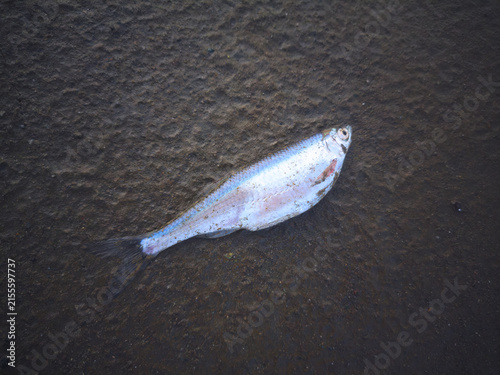 Dead Fish on Ground