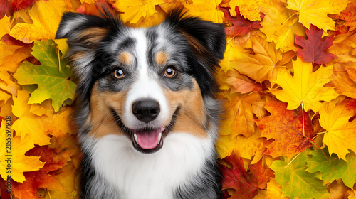 Cute australian shepherd dog portrait lying in bright autumn leaves, happy blue merle aussie puppy looking at camera background