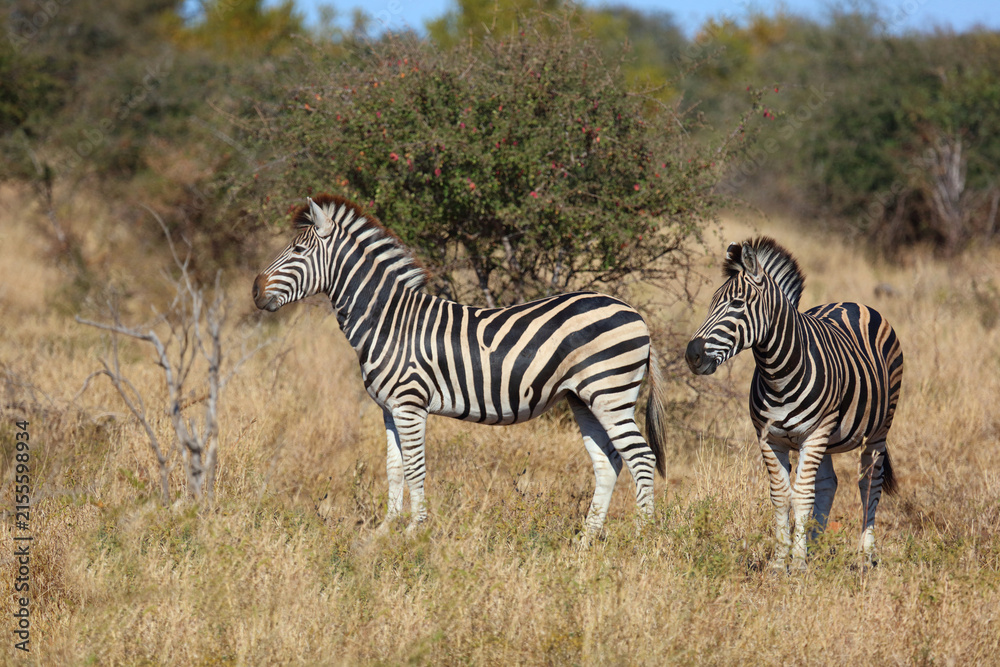 Obraz premium Steppenzebra / Burchell's zebra / Equus quagga burchellii