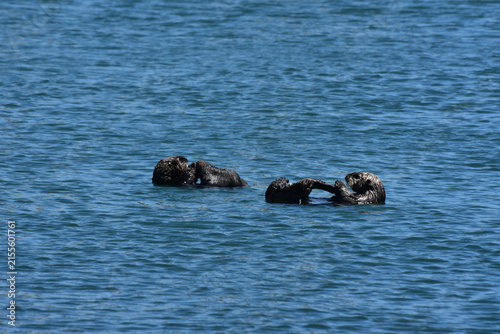 Cute Pair of Sea Otters Playing with their Flippers