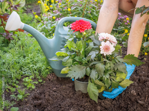 Gardener is planting dahlias on the garden bed.