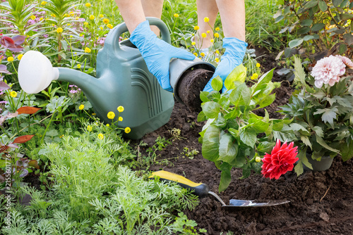 Gardener is planting dahlias on the garden bed.