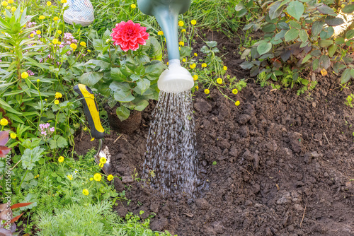 Gardener watering a spot in a flowerbed to plant a dahlia.