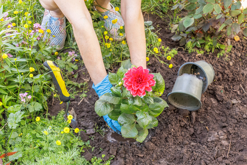 Gardener is planting dahlias on the garden bed.