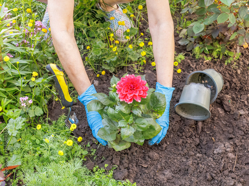 Gardener is planting dahlias on the garden bed.