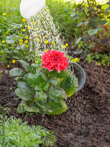 Watering a red dahlia flower from the watering can