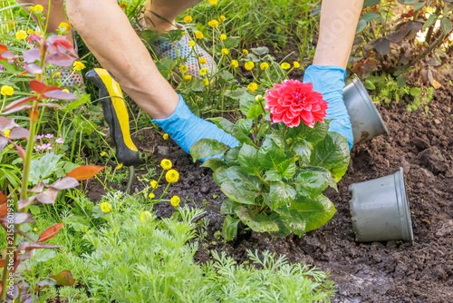 Gardener is planting red dahlias on the garden bed.