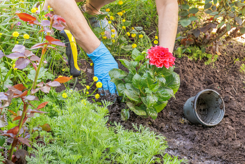 Gardener is planting red dahlias on the garden bed.
