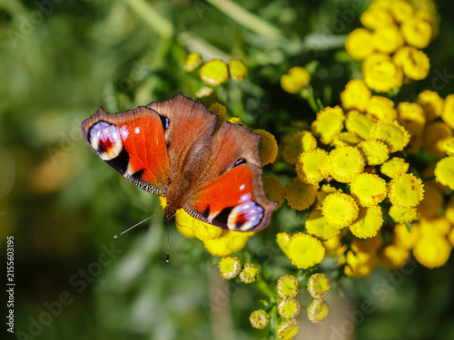 Common tansy ( Latin- Tanacetum vulgare ) is a perennial herbaceous plant, the type species of the genus Tanacetum of the Asteraceae family