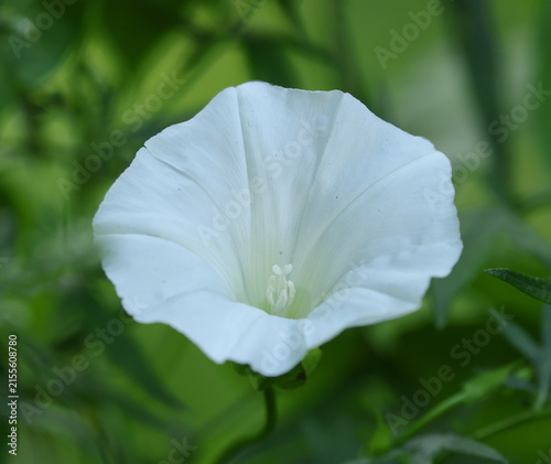Cuadro en lienzo A white bindweed flower among the greenery
