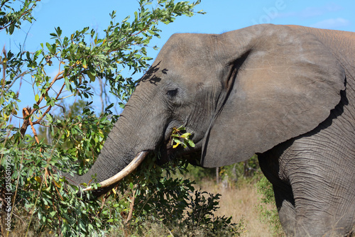 Photography Afrikanischer Elefant / African elephant / Loxodonta africana
