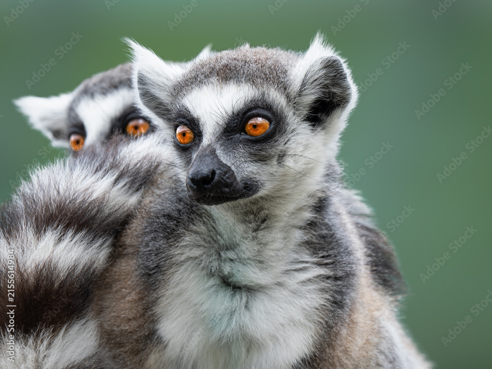 Obraz premium Two ring-tailed lemurs looking side close-up portrait on green background.