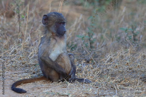 Photography Bärenpavian / Chacma baboon / Papio ursinus