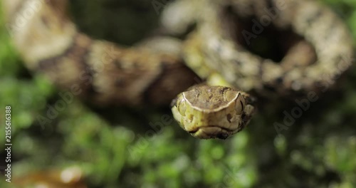 Close up of Jararaca head staring fixedly at camera. Blur background, static