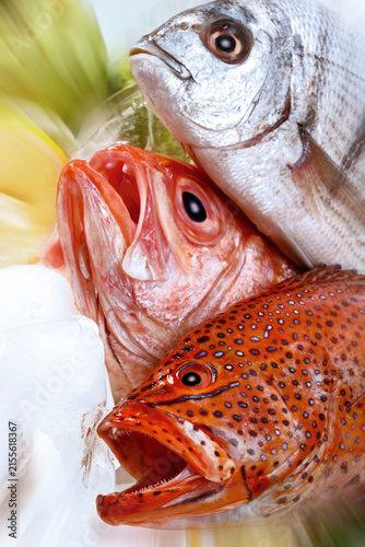 Grouper, Red Snapper and Seabass