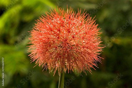 fireball lily red flower