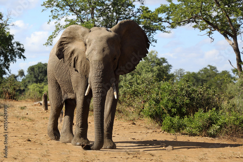 Photography Afrikanischer Elefant / African elephant / Loxodonta africana