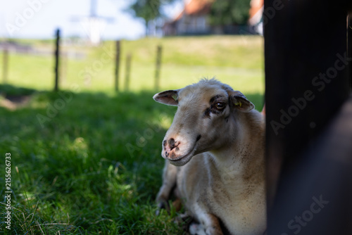 Sheep resting in green grass near a wooden fence, with soft natural light and a blurred rural background on a sunny summer day.