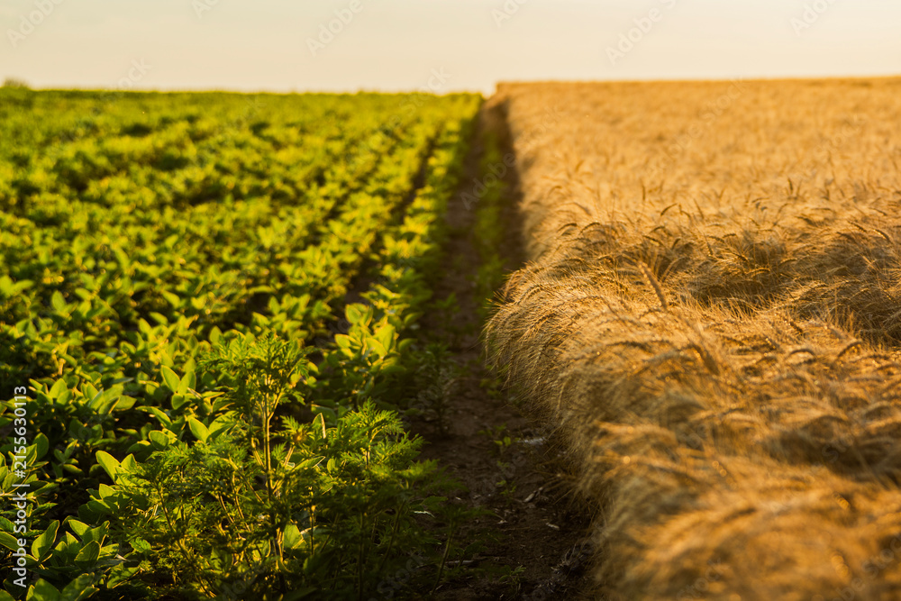 Obraz premium Country path dividing green soybean and golden rye fields. Small business farming and agriculture concept.