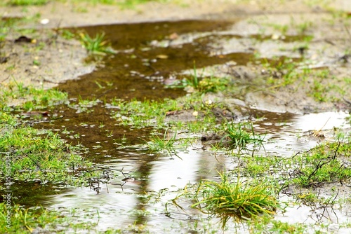 Canvastavla Uneven rainwater infiltration illustrating hydrophobic soil conditions