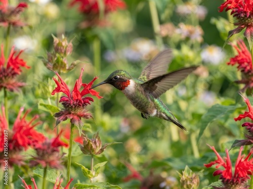 A vibrant male hummingbird in mid-flight hovering to feed on a bright red bee balm wildflower in a sunlit garden setting.