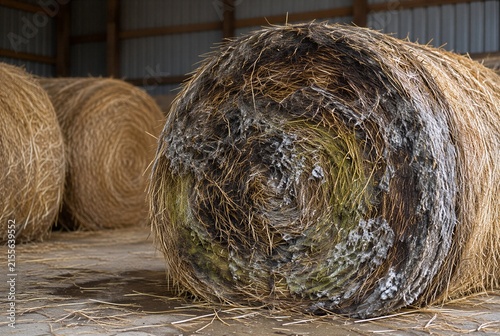 Mold developing on a poorly stored round straw bale inside a farm barn, illustrating moisture damage, spoilage, crop loss and post-harvest storage risk.