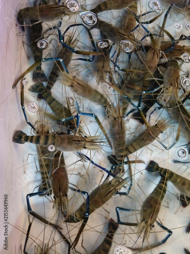 Photography a close-up image of shrimp in plastic tanks at a shrimp farm.