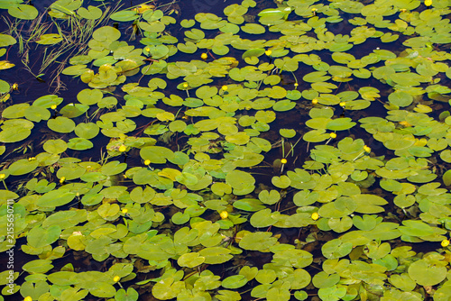 Photography Yellow water lilies floating on dark pond water, creating a peaceful natural sce