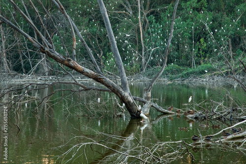 Peaceful Athalassa park Cyprus Lake at Sunset with Birds and Reflections