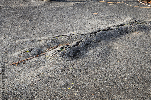 Damaged asphalt surface with large bumps due to root growth