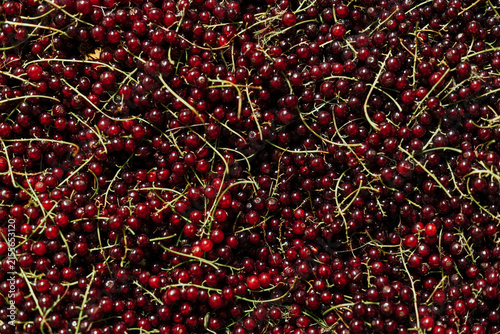 Bild auf Leinwand Close-up overhead view of abundant ripe red currants with slender green stems, c