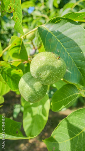 Green walnuts ripening on the tree, selective focus.