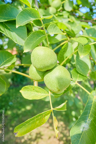 Green walnuts ripening on the tree, selective focus.