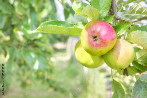 Organic apples on a tree in an orchard, selective focus.