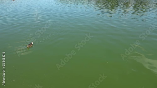 River water pollution during hot summer periods. Adverse epidemiological conditions. Environmental and sanitary monitoring concept.