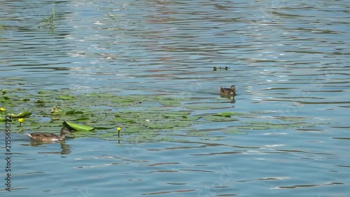 River water pollution during hot summer periods. Adverse epidemiological conditions. Environmental and sanitary monitoring concept.