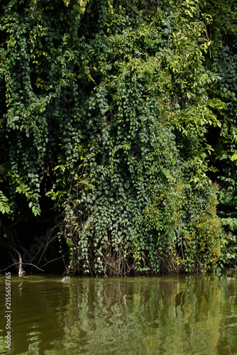 Dense wall of green vines and lianas in the Amazon jungle canopy
